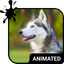 Cute Husky Wallpaper HD Theme - AppWisp.com