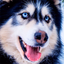 Husky dog Wallpaper HD Themes - AppWisp.com