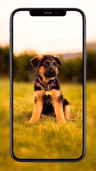 Dog Wallpapers Screenshot 2 - AppWisp.com Dog Wallpapers Screenshot 2 - AppWisp.com