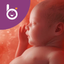 Babelli Schwangerschafts App - AppWisp.com