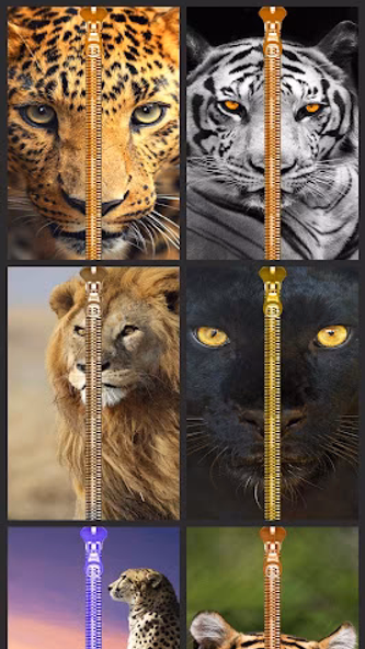 Wild Kitty Zipper Lock Screen Screenshot 1 - AppWisp.com Wild Kitty Zipper Lock Screen Screenshot 1 - AppWisp.com