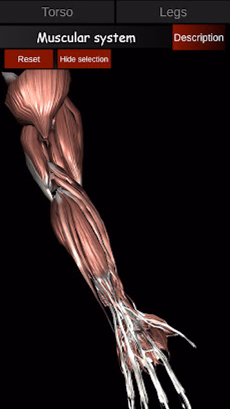 Muscular System 3D (anatomy) Screenshot 2 - AppWisp.com Muscular System 3D (anatomy) Screenshot 2 - AppWisp.com
