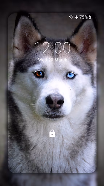 Husky dog Wallpaper HD Themes Screenshot 2 - AppWisp.com Husky dog Wallpaper HD Themes Screenshot 2 - AppWisp.com
