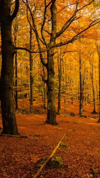 Forest Wallpaper Screenshot 2 - AppWisp.com Forest Wallpaper Screenshot 2 - AppWisp.com