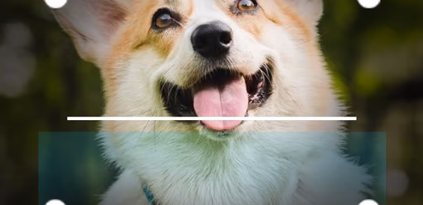 Dog Breed Identifier Photo Cam Header - AppWisp.com