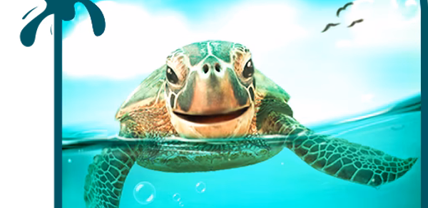 Cute Turtle Wallpaper Theme Header - AppWisp.com Cute Turtle Wallpaper Theme Header - AppWisp.com