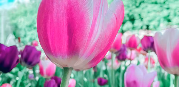 spring wallpaper Header - AppWisp.com spring wallpaper Header - AppWisp.com