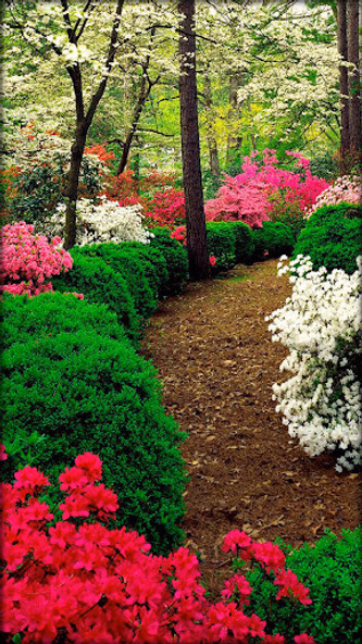 Backgrounds HD Wallpapers 3D4K Screenshot 4 - AppWisp.com Backgrounds HD Wallpapers 3D4K Screenshot 4 - AppWisp.com