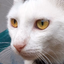 Cat Sounds - Meow Soundboard - AppWisp.com