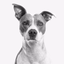 My Dog App - Care my Dog - AppWisp.com