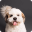 Shih Tzu Wallpaper - AppWisp.com
