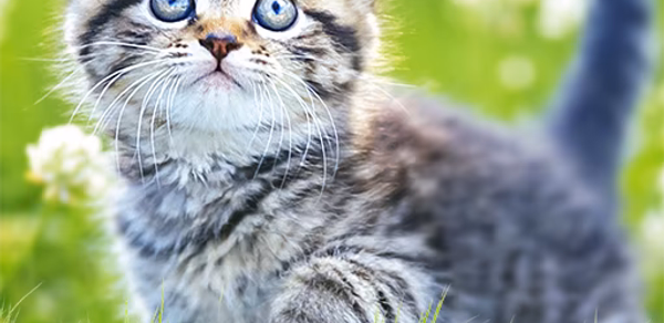Cat Wallpapers & Cute Kittens Header - AppWisp.com Cat Wallpapers & Cute Kittens Header - AppWisp.com