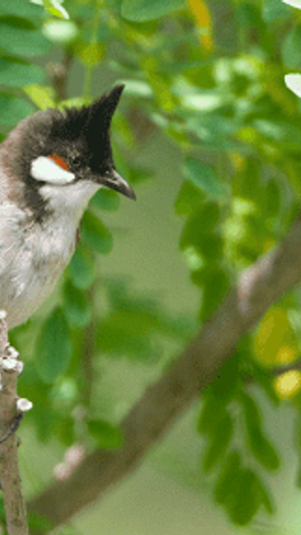 Red-whiskered Bulbul Sounds Screenshot 4 - AppWisp.com Red-whiskered Bulbul Sounds Screenshot 4 - AppWisp.com