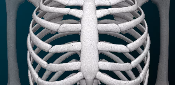 Osseous System in 3D (Anatomy) Header - AppWisp.com Osseous System in 3D (Anatomy) Header - AppWisp.com