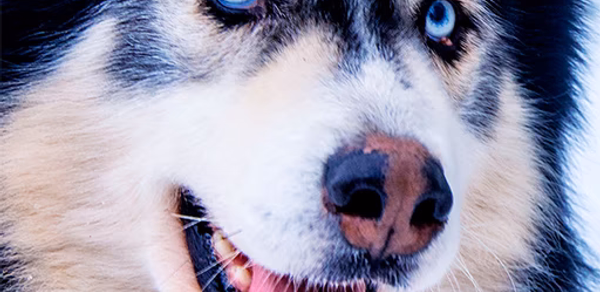 Husky dog Wallpaper HD Themes Header - AppWisp.com Husky dog Wallpaper HD Themes Header - AppWisp.com