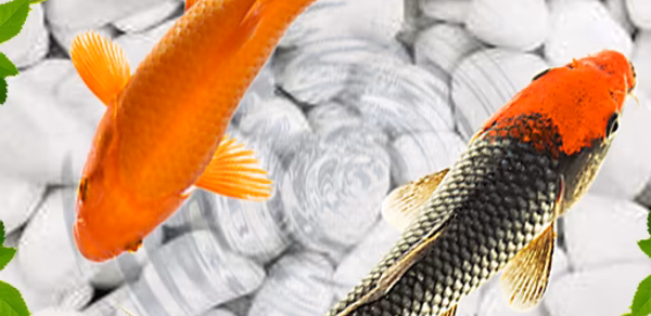 Koi Wallpapers Header - AppWisp.com Koi Wallpapers Header - AppWisp.com