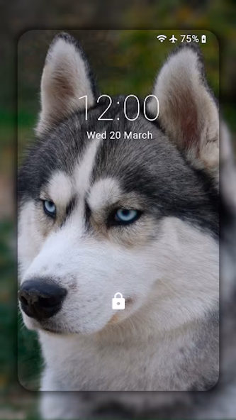 Husky dog Wallpaper HD Themes Screenshot 4 - AppWisp.com Husky dog Wallpaper HD Themes Screenshot 4 - AppWisp.com