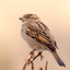 Sparrow sms - AppWisp.com