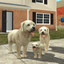 Dog Sim Online: Build A Family - AppWisp.com