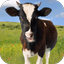 Cow Sounds - AppWisp.com