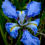 iris wallpaper - AppWisp.com