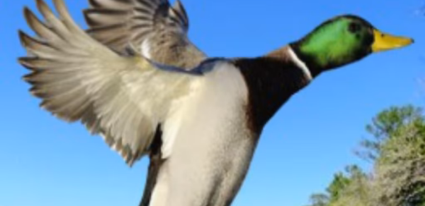Duck Hunting Calls Header - AppWisp.com Duck Hunting Calls Header - AppWisp.com