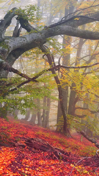 Forest Wallpaper Screenshot 3 - AppWisp.com Forest Wallpaper Screenshot 3 - AppWisp.com