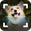 Dog Breed Identifier Photo Cam - AppWisp.com