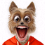 My Talking Animal & Pet App - AppWisp.com