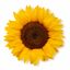 Blog CarLu - Carlinhos Maia - AppWisp.com