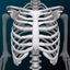 Osseous System in 3D (Anatomy) - AppWisp.com