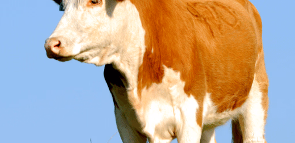 Cow Sounds Header - AppWisp.com Cow Sounds Header - AppWisp.com
