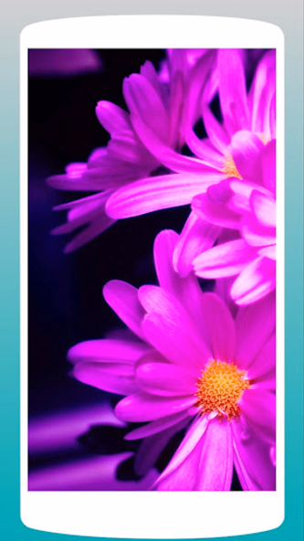 Beautiful Daisy Wallpaper HD Screenshot 2 - AppWisp.com Beautiful Daisy Wallpaper HD Screenshot 2 - AppWisp.com
