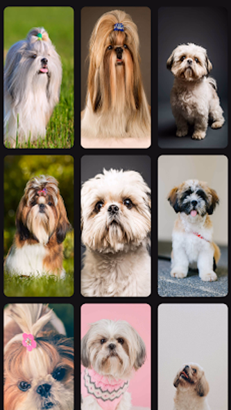 Shih Tzu Wallpaper Screenshot 3 - AppWisp.com Shih Tzu Wallpaper Screenshot 3 - AppWisp.com