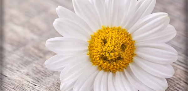 Beautiful Daisy Wallpaper HD Header - AppWisp.com Beautiful Daisy Wallpaper HD Header - AppWisp.com