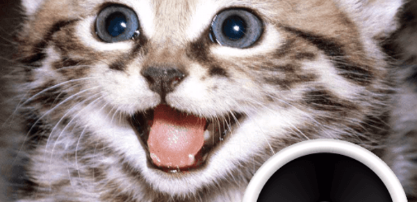 Animal sounds. Learn and play. Header - AppWisp.com Animal sounds. Learn and play. Header - AppWisp.com