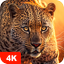 Animal Wallpapers 4K - AppWisp.com