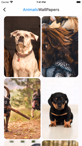 Animals UHD Wallpapers 4k 2024 Screenshot 2 - AppWisp.com Animals UHD Wallpapers 4k 2024 Screenshot 2 - AppWisp.com