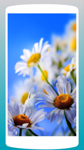 Beautiful Daisy Wallpaper HD Screenshot 4 - AppWisp.com Beautiful Daisy Wallpaper HD Screenshot 4 - AppWisp.com