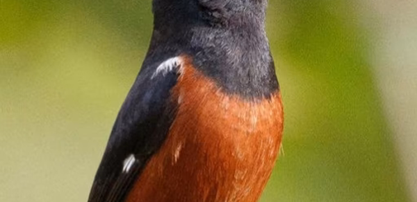 Bullfinch bird singing Header - AppWisp.com Bullfinch bird singing Header - AppWisp.com