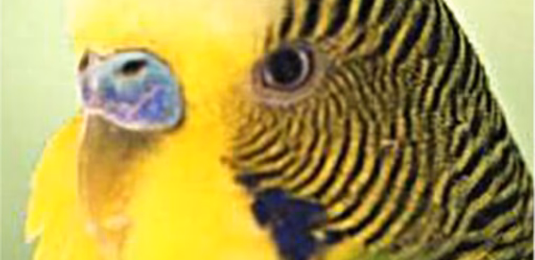 Parrots Header - AppWisp.com Parrots Header - AppWisp.com