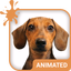 Doggy Dream Wallpaper - AppWisp.com