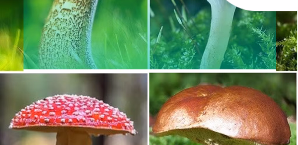 Mushroom identifier Header - AppWisp.com Mushroom identifier Header - AppWisp.com