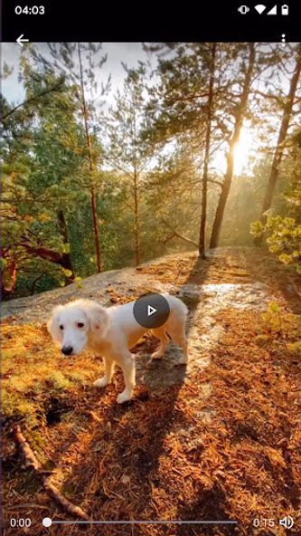 Video Saver for TikTok no logo Screenshot 4 - AppWisp.com Video Saver for TikTok no logo Screenshot 4 - AppWisp.com