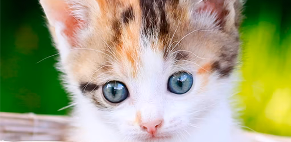 Kitten Wallpapers 4K Header - AppWisp.com Kitten Wallpapers 4K Header - AppWisp.com