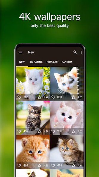 Kitten Wallpapers 4K Screenshot 2 - AppWisp.com Kitten Wallpapers 4K Screenshot 2 - AppWisp.com