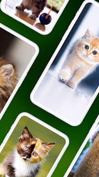 Kitten Wallpapers 4K Screenshot 1 - AppWisp.com Kitten Wallpapers 4K Screenshot 1 - AppWisp.com