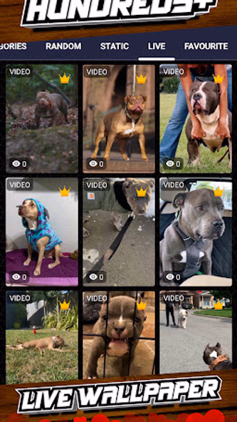 pitbull dog wallpaper Screenshot 3 - AppWisp.com pitbull dog wallpaper Screenshot 3 - AppWisp.com