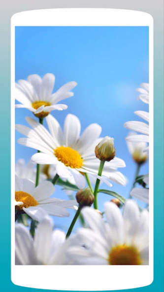 Beautiful Daisy Wallpaper HD Screenshot 3 - AppWisp.com Beautiful Daisy Wallpaper HD Screenshot 3 - AppWisp.com