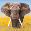 Wildlife Wallpaper Weather - AppWisp.com